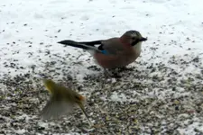 DSCN7170.webp