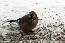 DSCN7172.webp