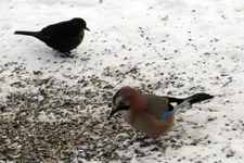 DSCN7179.webp