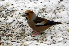 Kernbeißer_0001.webp