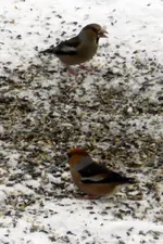 Kernbeißer_0004.webp