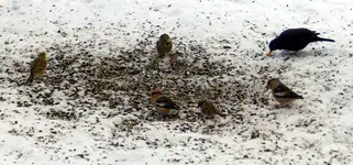 Kernbeißer_0006.webp