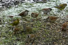DSCN6083.webp
