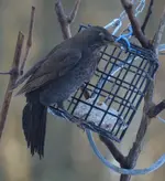 amsel1.webp