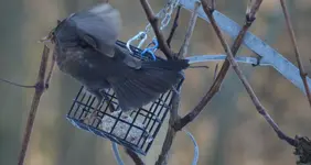 amsel2.webp