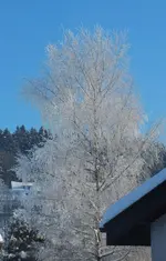 DSCF0039 (3).webp