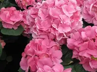 038.webp