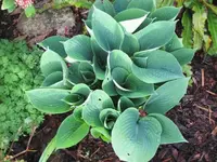 035.webp