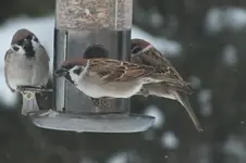 DSCF0055.webp