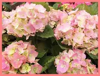136.webp