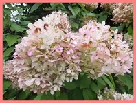 169.webp