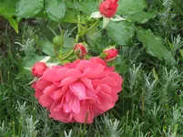 120.webp