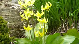 DSCN4437.webp