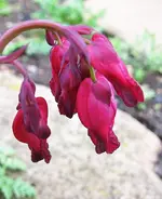 Herzblümchen.webp