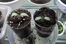DSCN3812.2.webp