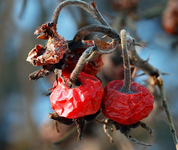 Hagebutte_vertrocknet_withered_braun_rot_makro_640.webp