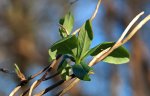 Austrieb_Winde_grün_blau_makro_detail2_640.JPG