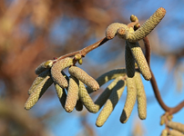 Haselnuss_Neuaustrieb_grün_blau_makro_640.webp