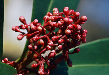 Winter_Schneeball_Knospen_Blüte_rot_makro_640.webp