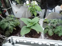 DSCN3806.2.webp