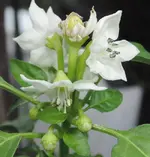 DSCN3822.2.webp