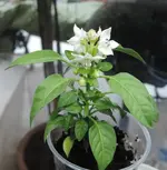DSCN3823.2.webp