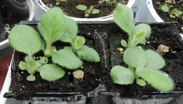 DSCN3830.2.webp