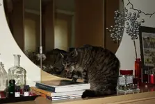 ktznptz (2).webp