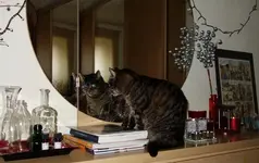 ktznptz (6).webp