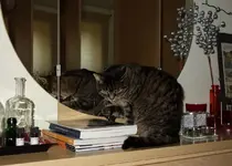 ktznptz (7).webp