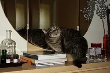 ktznptz (8).webp