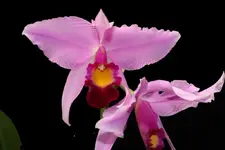 IMG_3669 - Kopie.webp