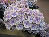 030.webp