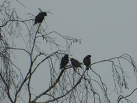 P1270558.webp