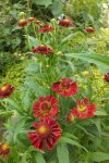 helenium premium stars.jpg