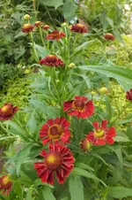 helenium premium stars.webp