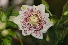 DSC00160.webp