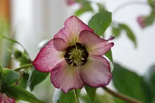 DSC00169.webp
