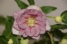 DSC00175.webp