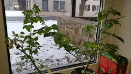 fensterbank.webp