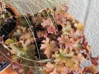 DSCN0183.webp