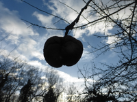 P1270639.webp