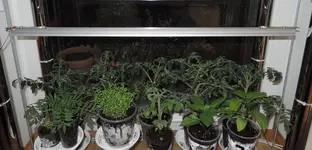 DSCN3979.2.webp