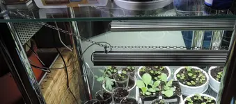 DSCN3980.2.webp