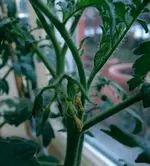 DSCN3947.2.webp