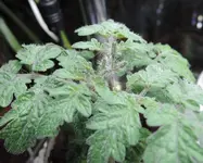DSCN3957.2.webp
