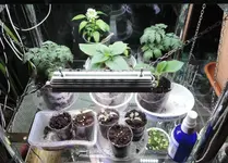 DSCN3961.2.webp