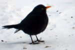 Amsel_0001.JPG