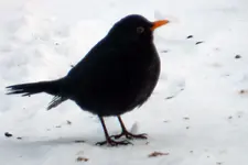 Amsel_0001.webp