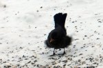 Amsel_0013.JPG